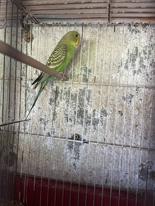 piriquito verde macho