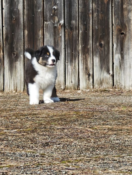 Owczarek australijski