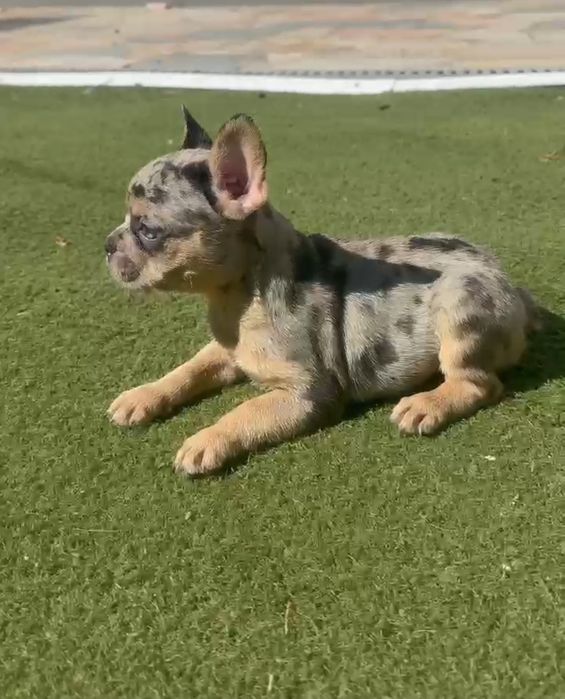 Menina bulldog frances merle tan olhos azuis