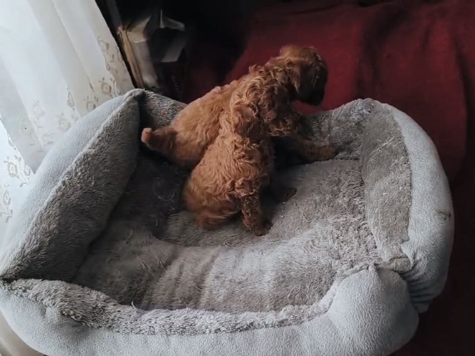 Дівчинка та хлопчик той пудель КСУ FCI, 1,5 місяці з документами (toy)