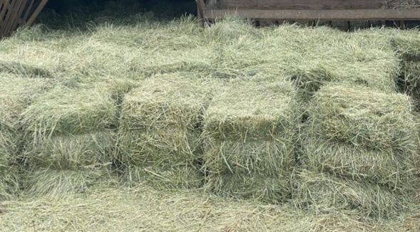 ‼️СІНО с БЕСПЛАТНОЙ доставкой в тюках, сено в тюках мешках  (проса и др виды).