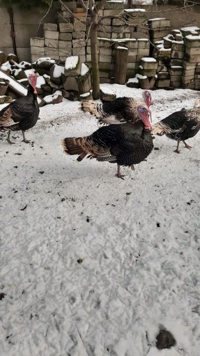 Sprzedam Indory z wolnego wybiegu