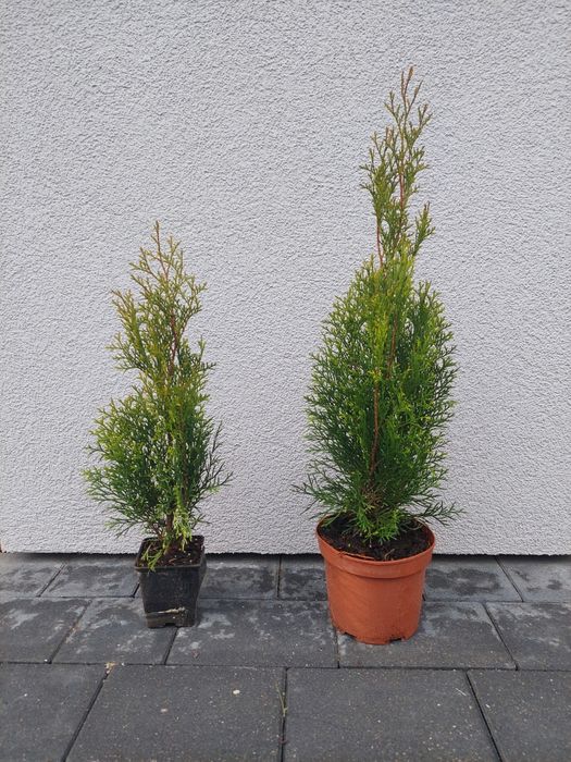 Tuja szmaradg w donniczce 70-80 cm