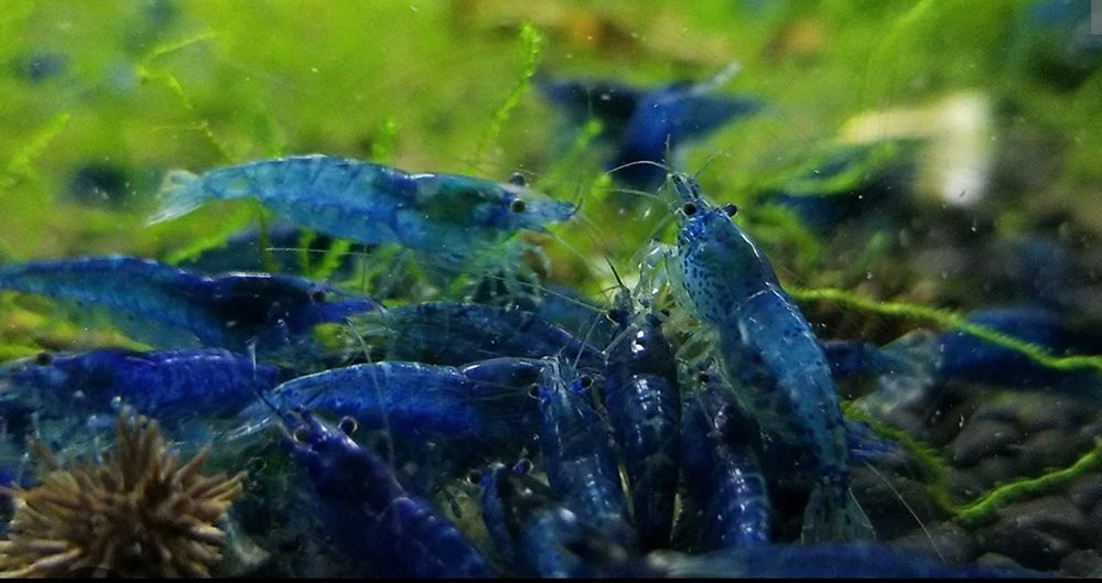 Blue Dream Neocaridina