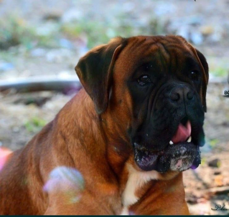 Bokser suczka,gotowa do odbioru