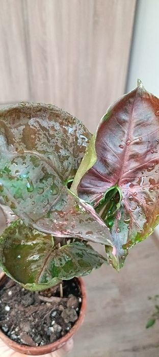 Syngonium strawberry ice