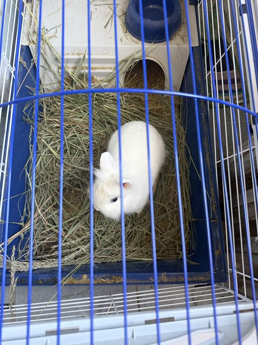 Кролик декоративний