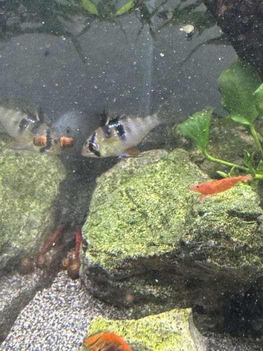 Vendo Ramirezi German Blue