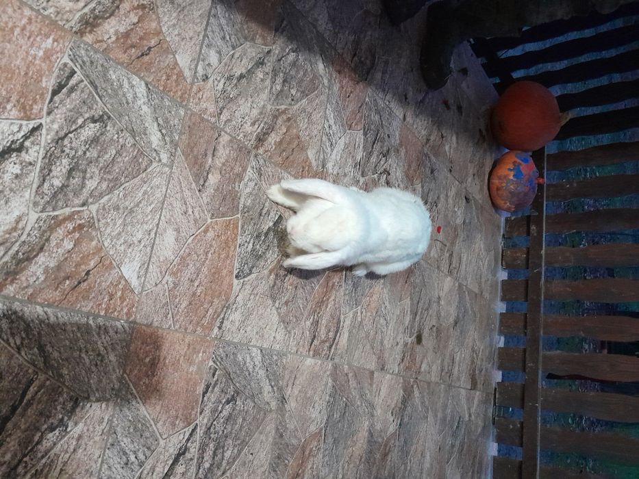 Sprzedam samice królika