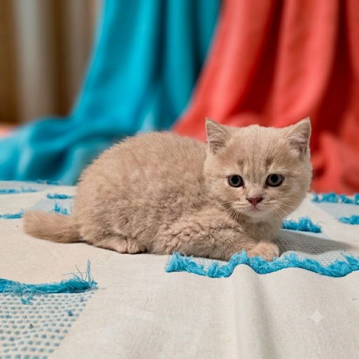 Gatinho scottish straight bicolor