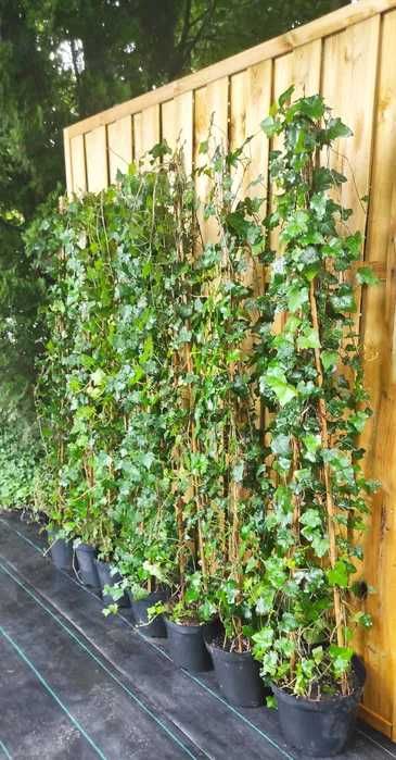 Bluszcz Hedera Helix 150–250 cm | Dostawa + Sadzenie | Płock