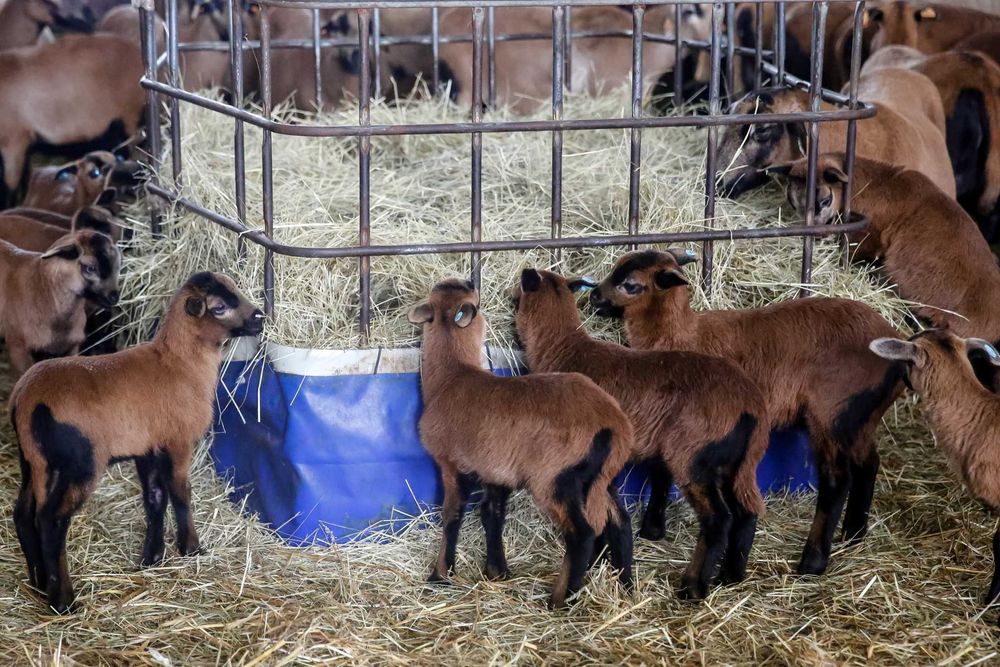 Owce barbados. Matki z młodymi.
