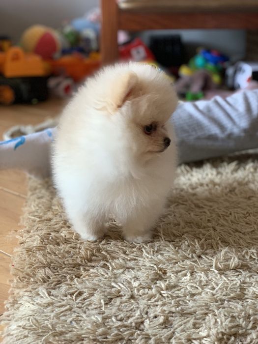 Супер мини мишки