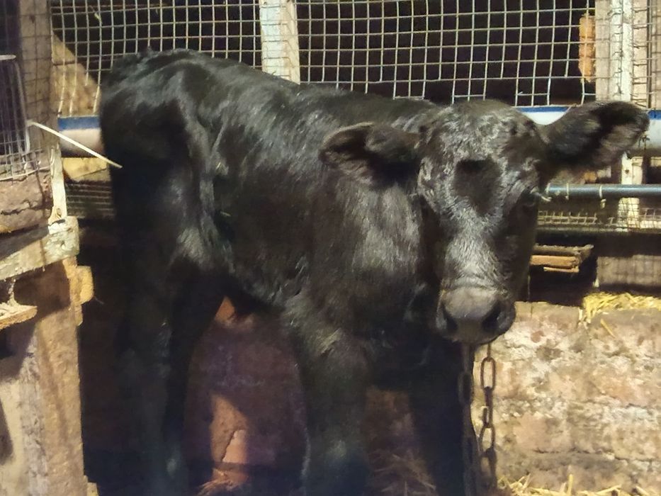 Продаю тёлочку от молочной коровы.