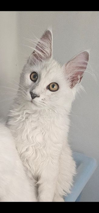 Piękna koteczka maine coon shaded Giulia as 11