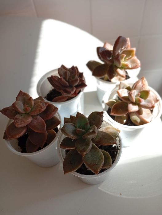 Plantas Suculentas