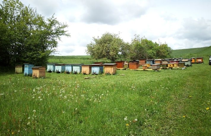 Odkłady Pszczele-rodziny od maja 2026r