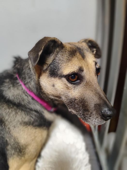 Rositka czeka na domek