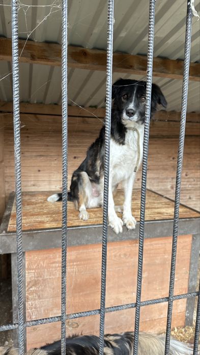 Песик Джек шукає дім