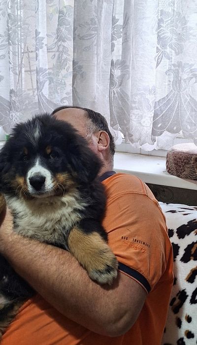 Бернські Зенненхунди(Швейцарська пастушья вівчарка)