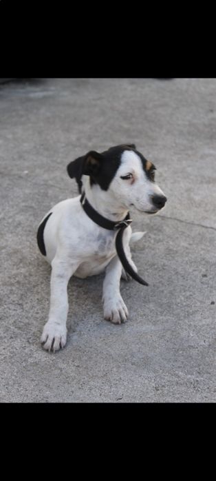 Jack Russell para adoção responsável