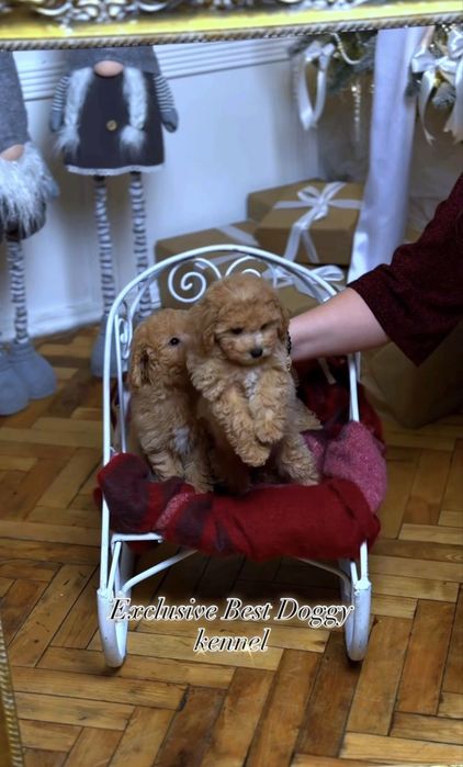 Карамель з золотом цуценята мальтіпу ф1. Суперові шикарні найкращі