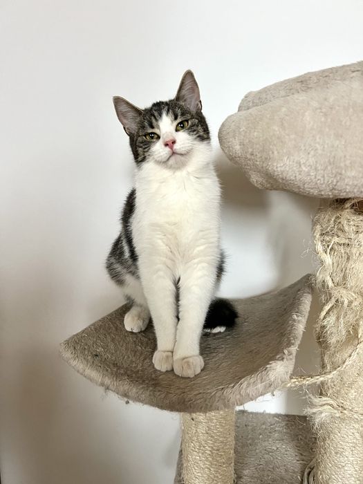 Młodziutka kotka Zorza