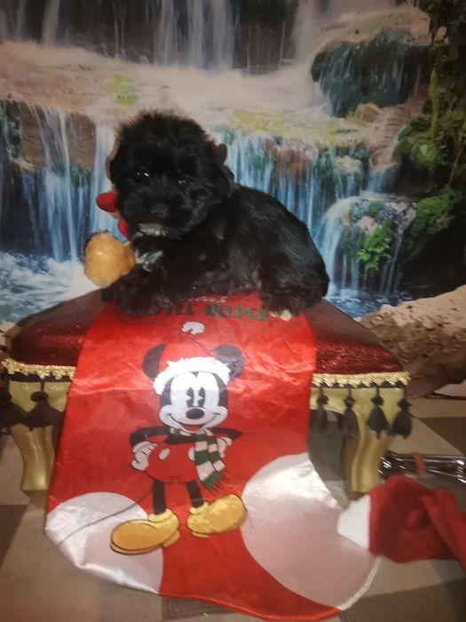 York Black czarny piesek  rodowód