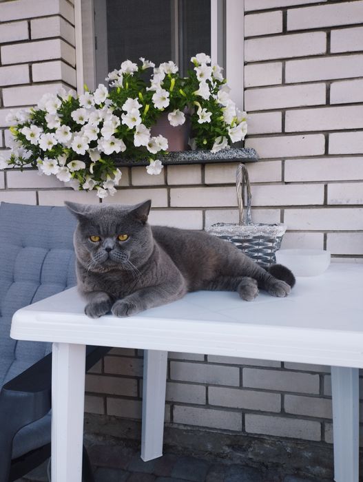 Кіт породи" британець"