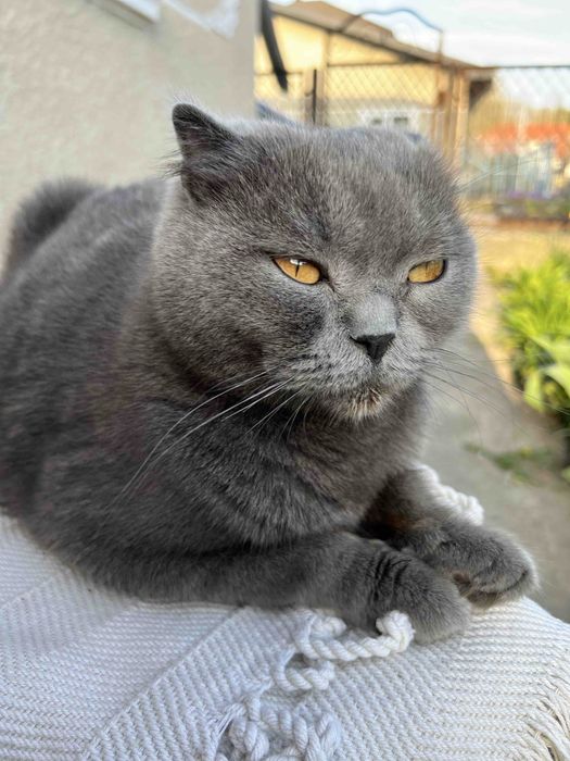 Кошення шотландець