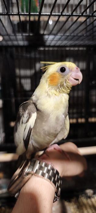 Aves criadas a mão