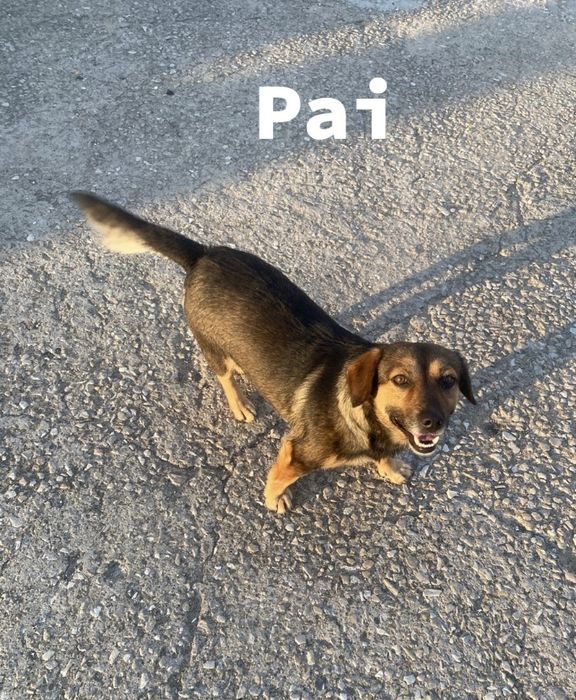 Cães bébes para dar