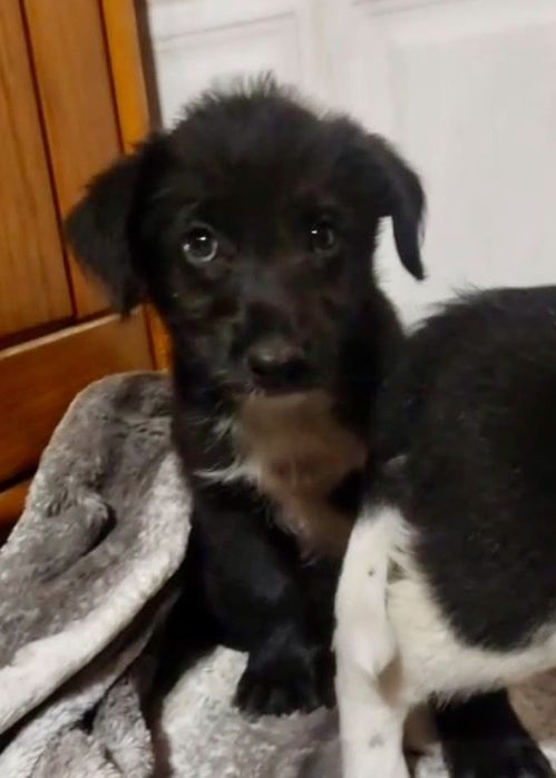 Cães bebés para adoção responsável