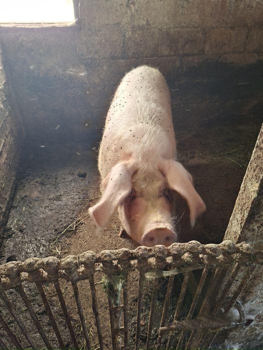 ПродамСвині живим вєсом
