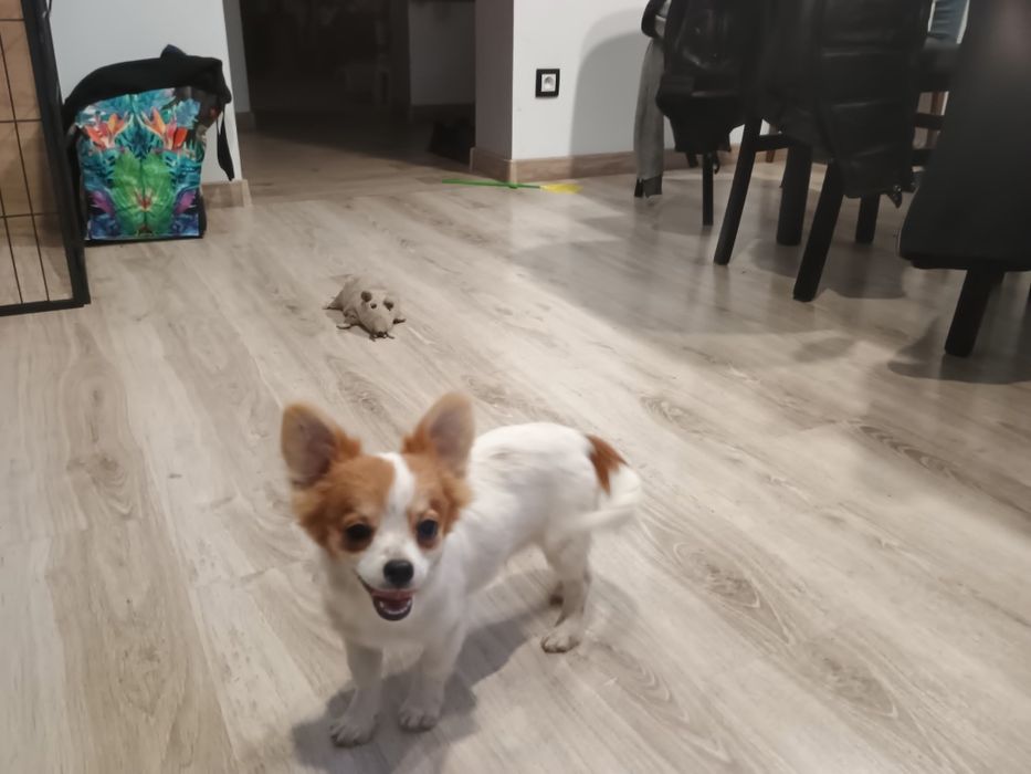 Chihuahua piesek miniatura