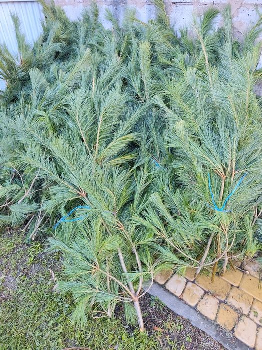 Sosna wejmutka 5 kg