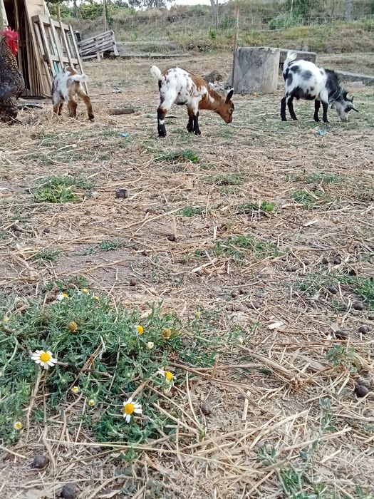 Cabritos e cabras anas