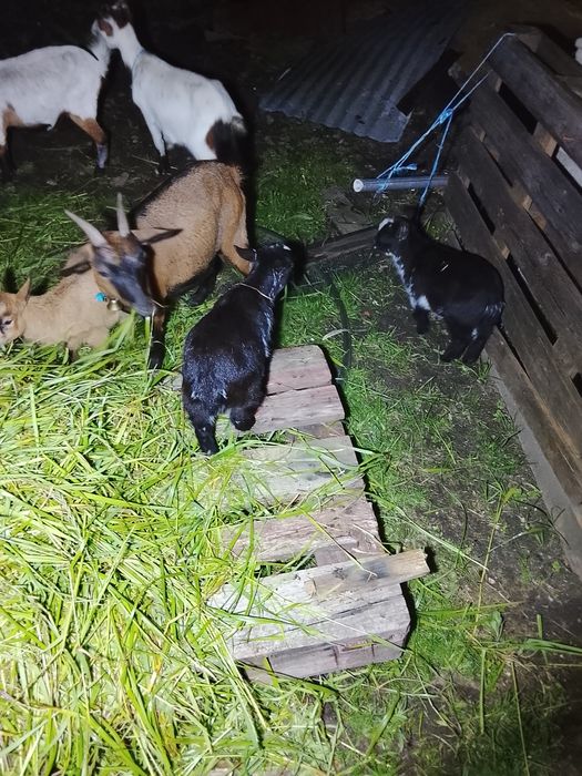 Cabritos e cabras anas