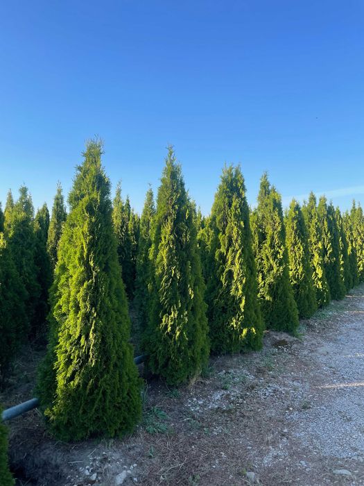 Duże Tuje Szmaragd 150-350cm‼️ Wysokie Thuje BRABANT do 450cm