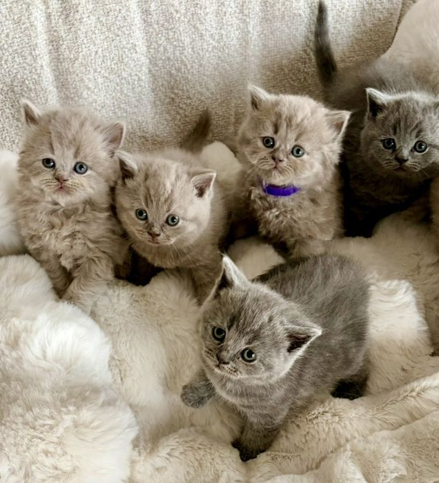 Kotki brytyjskie liliowe