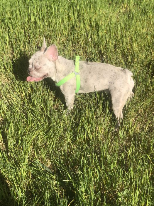 Французский бульдог,вязка