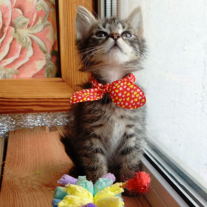 Маленька кошечка  Мишель