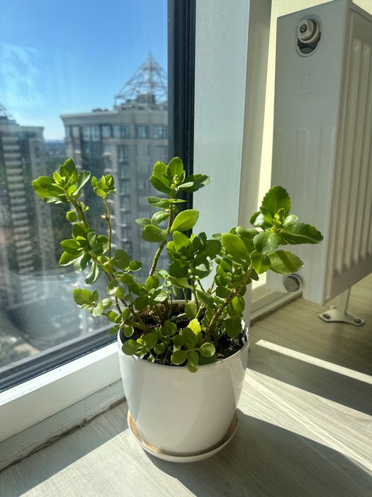 Каланхое кімнатна квітка 40 см