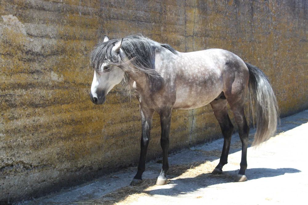 Cavalo Lusitano