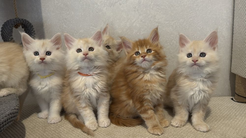 Кошенята мейн кун