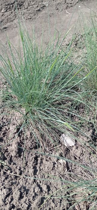 Вівсяниця сиза та жовта