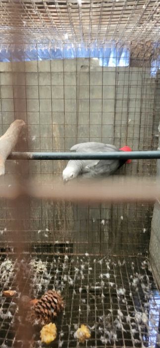 Papagaios cinzentos  casal