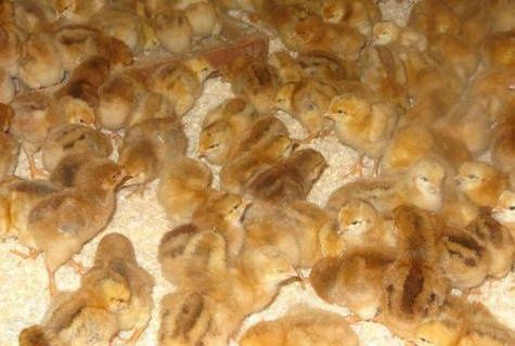 Продаю курчата,качки,гуси, індики