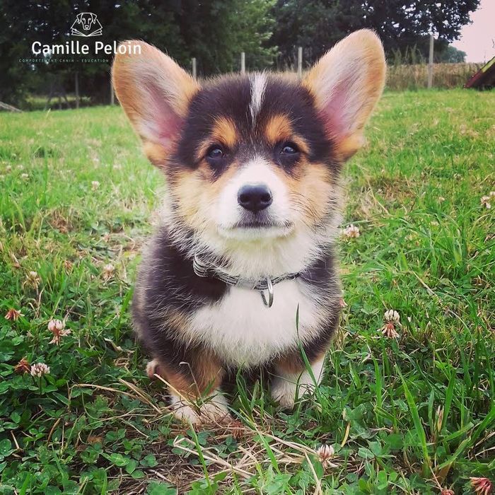 Dog-Training - Escola de cães de Caldas da Rainha e da Região Oeste