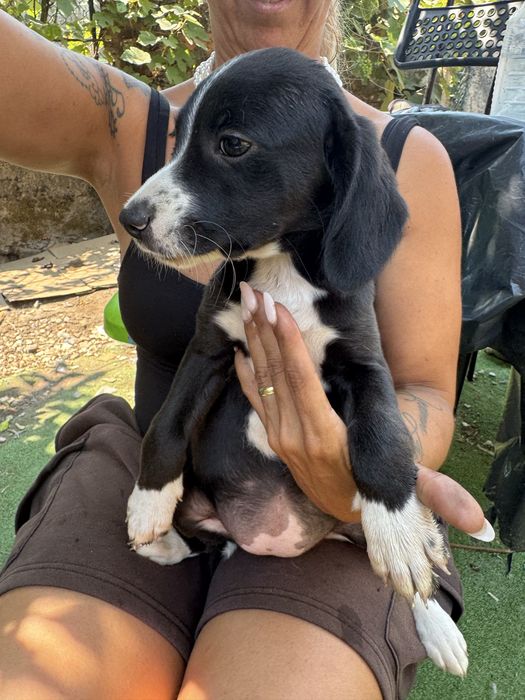 Animais para adoção